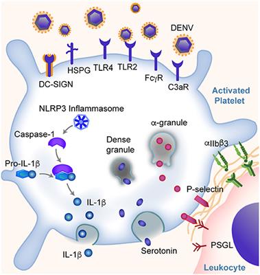 The Era of Thromboinflammation: Platelets Are Dynamic Sensors and Effector Cells During Infectious Diseases